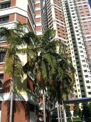 Blk 76A Redhill Road (Bukit Merah), HDB 4 Rooms #603086961